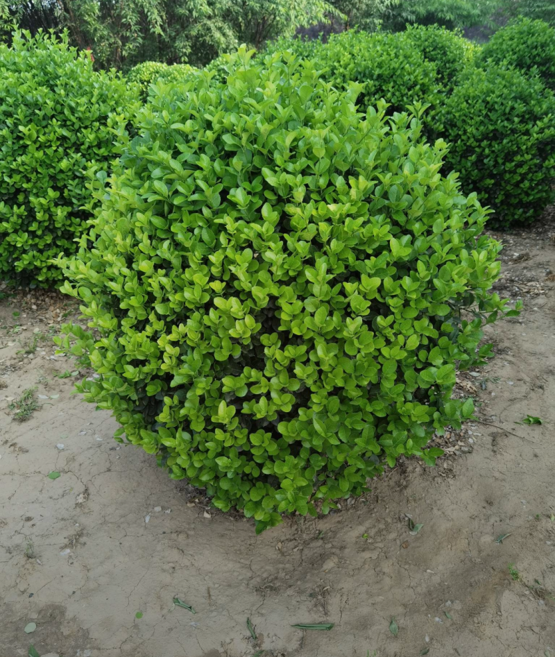 卫矛球60/80/100高度规格齐全成活率高价格优惠