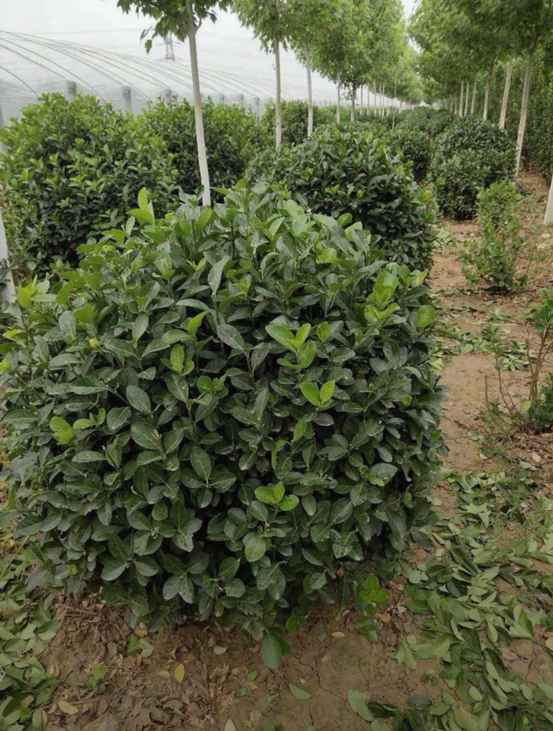 卫矛球60/80/100高度规格齐全成活率高价格优惠