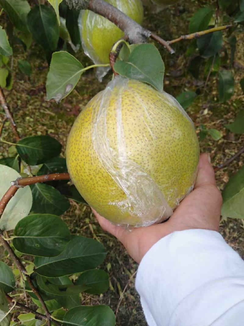 河北大城雪花梨，鸭梨大量上市啦，皮薄水多，无孢痕，润肺止