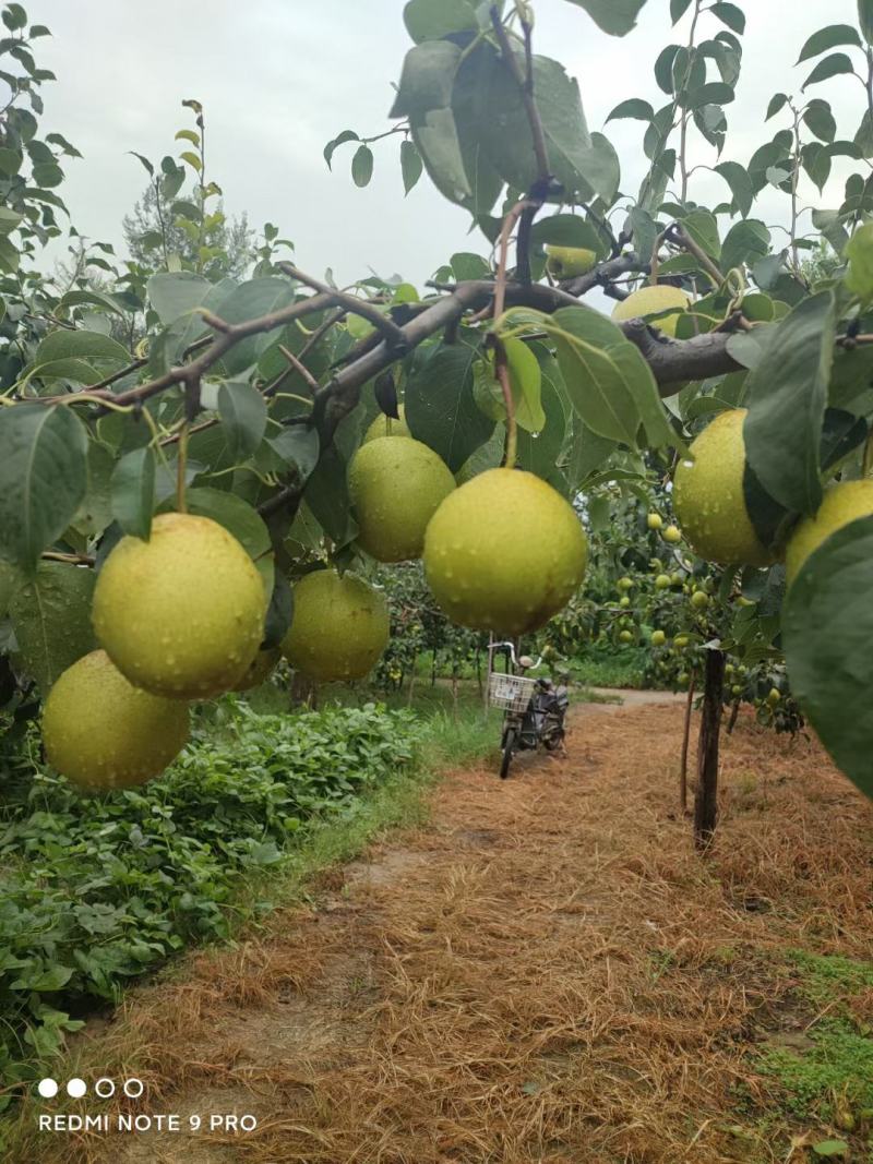 河北大城雪花梨，鸭梨大量上市啦，皮薄水多，无孢痕，润肺止