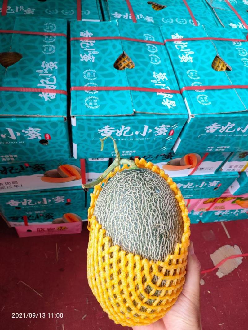 精品礼品盒装哈密瓜，中秋送礼必备
