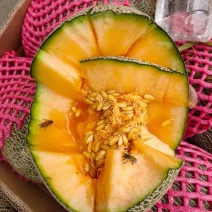 精品礼品盒装哈密瓜，中秋送礼必备