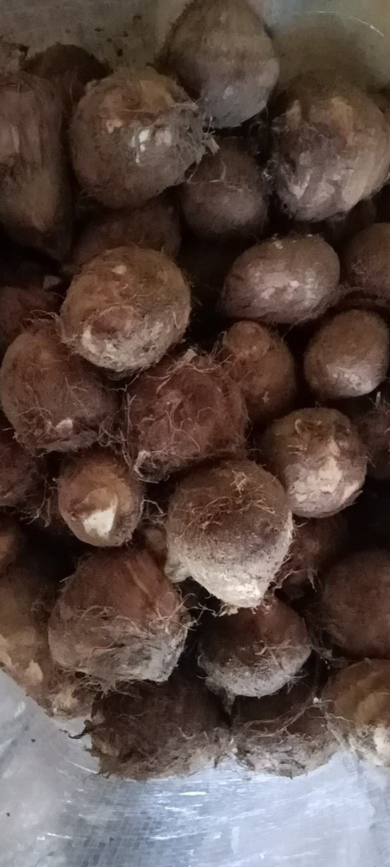 山东优质毛芋头种植基地新芋头大量上市，可供超市，市场电商