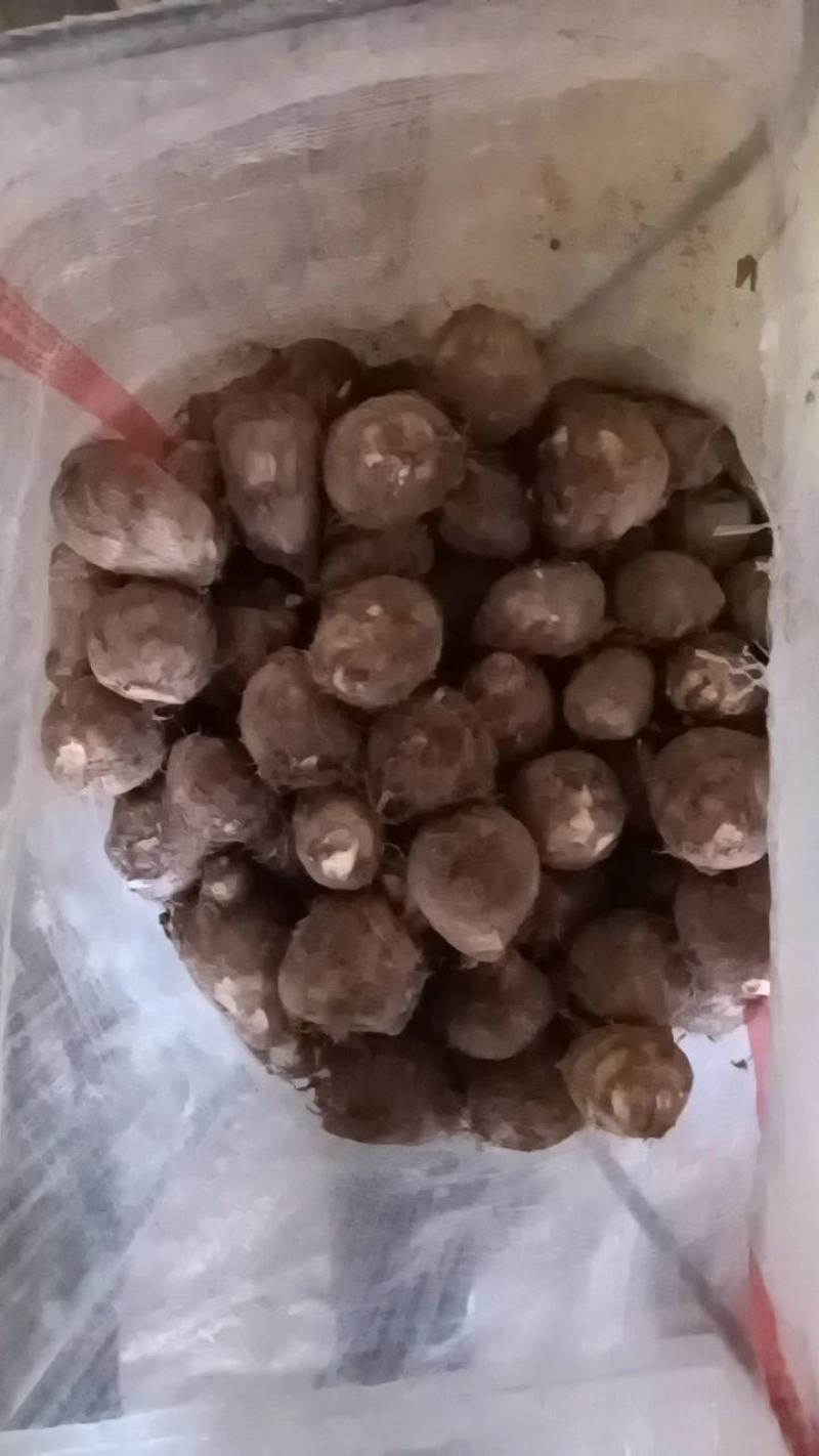 山东优质毛芋头种植基地新芋头大量上市，可供超市，市场电商