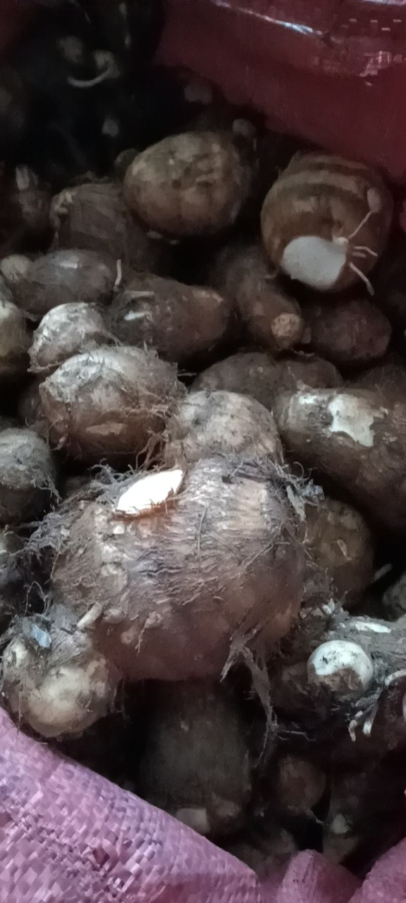 山东优质毛芋头种植基地新芋头大量上市，可供超市，市场电商
