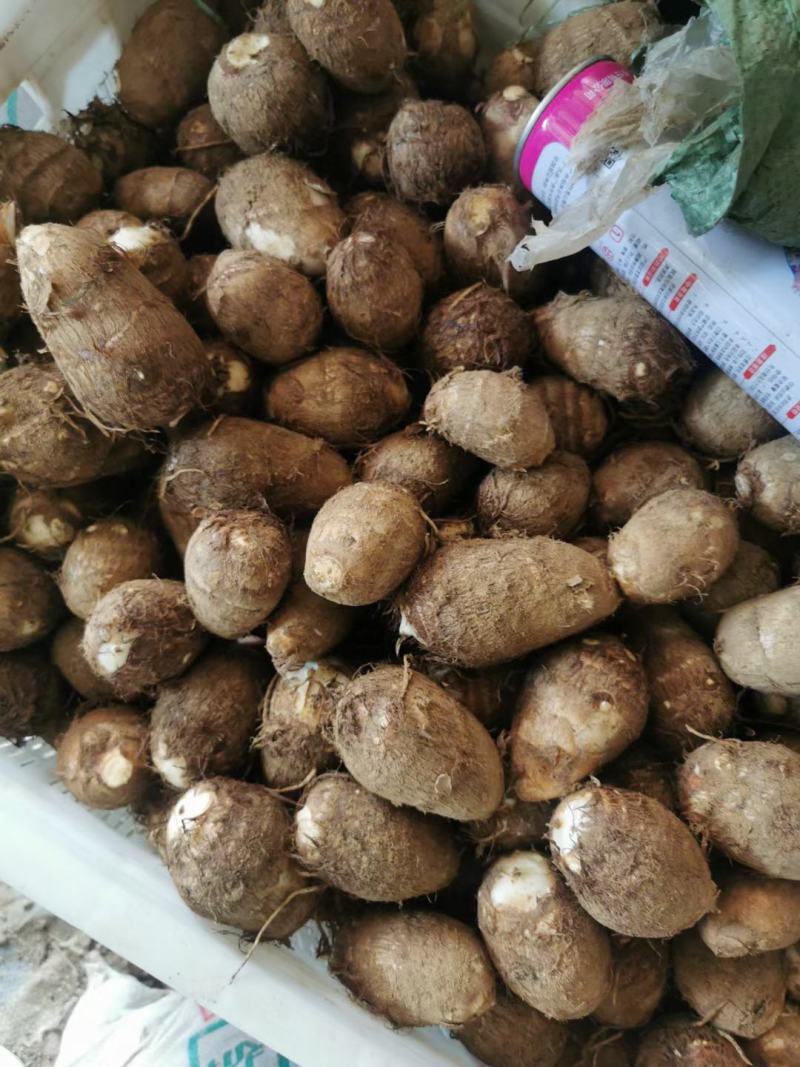 山东优质毛芋头种植基地新芋头大量上市，可供超市，市场电商