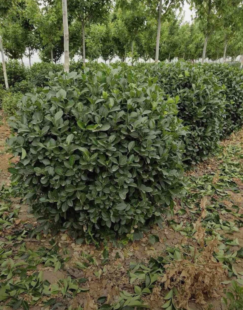 卫矛球120/150/180高度规格齐全成活率高价格优惠