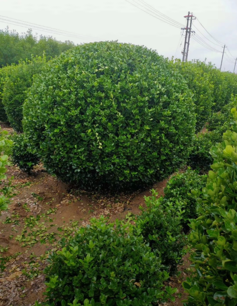 卫矛球120/150/180高度规格齐全成活率高价格优惠