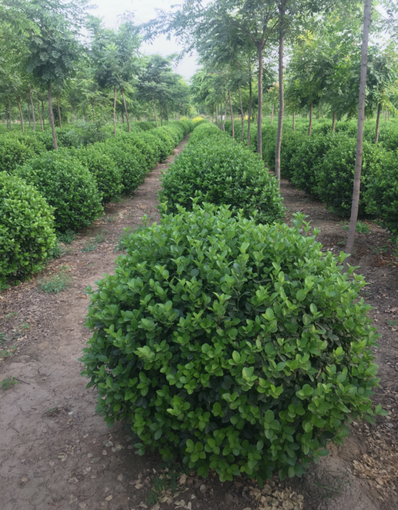 卫矛球120/150/180高度规格齐全成活率高价格优惠