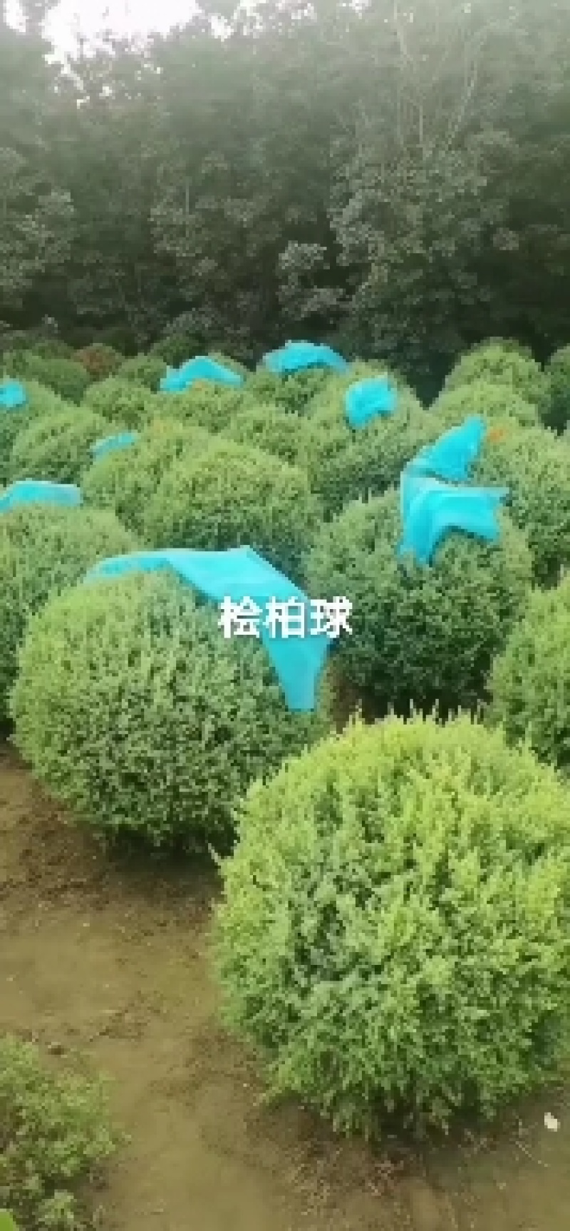 桧柏球60/80/100高度规格齐全成活率高价格优惠精品