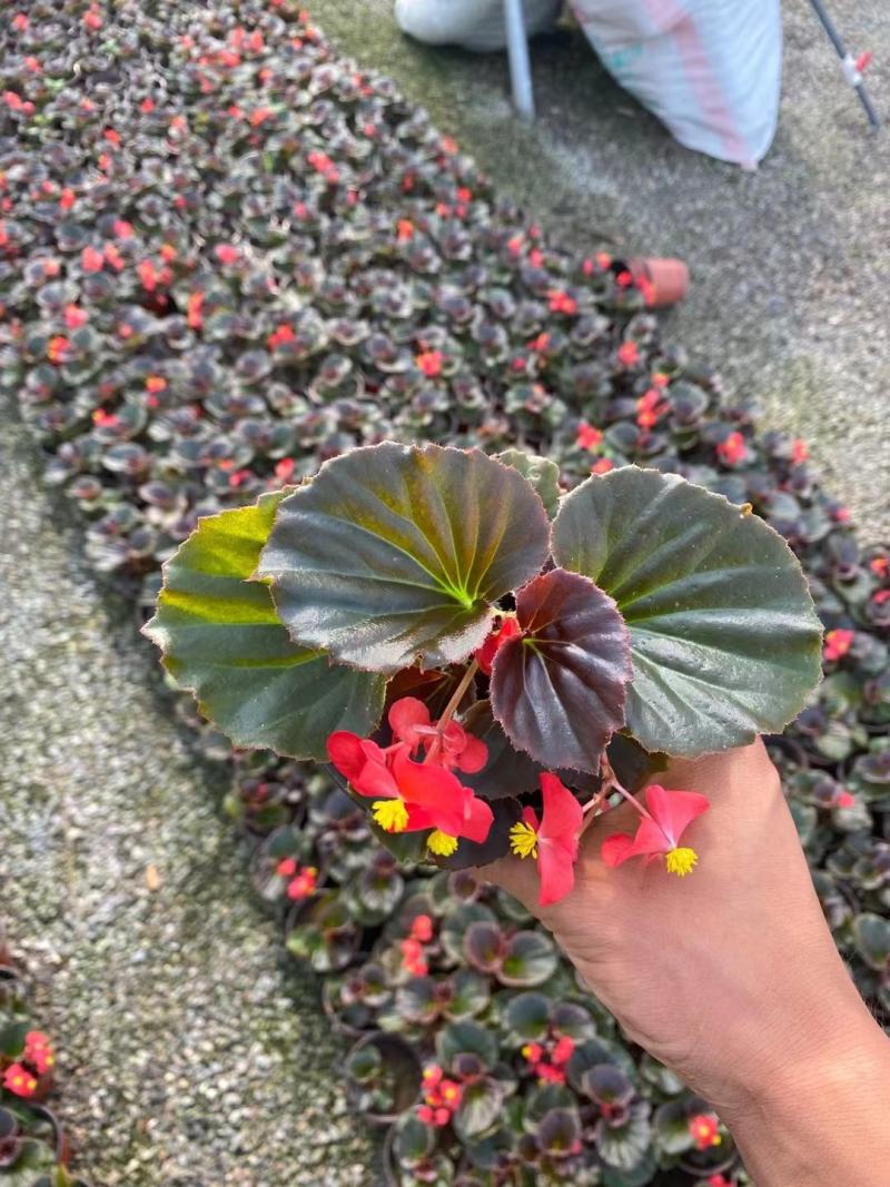 四川省四季海棠盆景苗木自家苗圃种植质量有保证