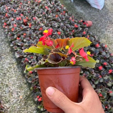 四川省四季海棠盆景苗木自家苗圃种植质量有保证