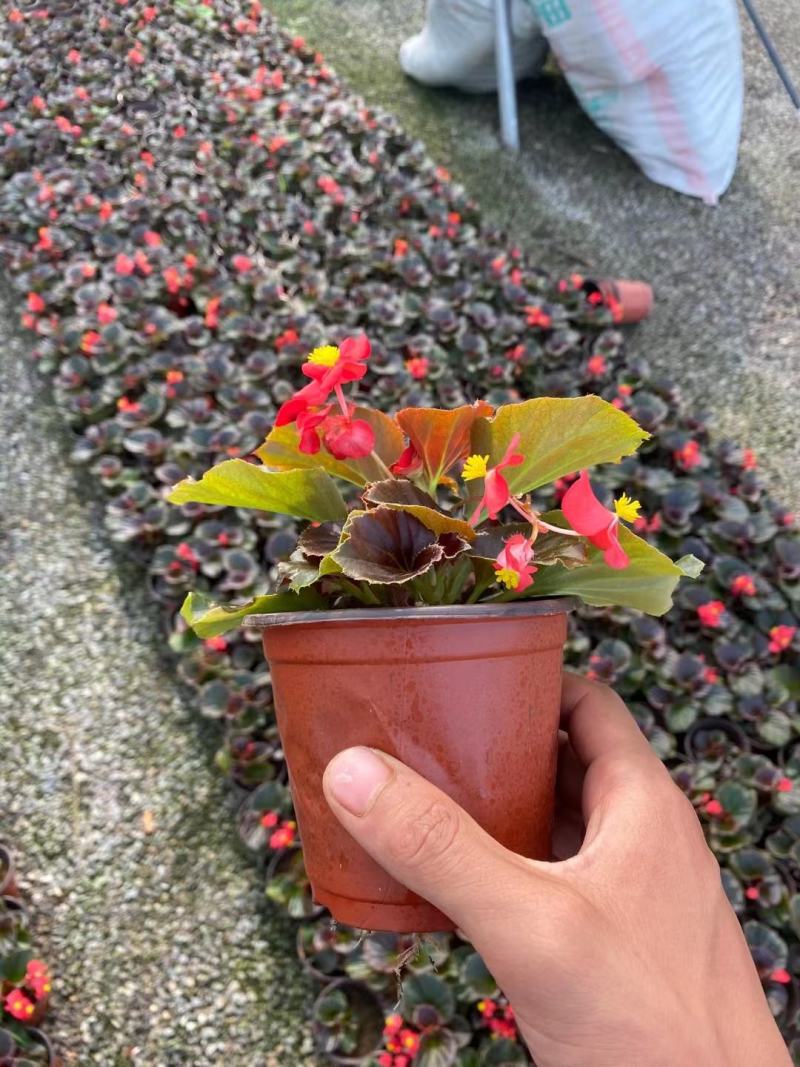 四川省四季海棠盆景苗木自家苗圃种植质量有保证