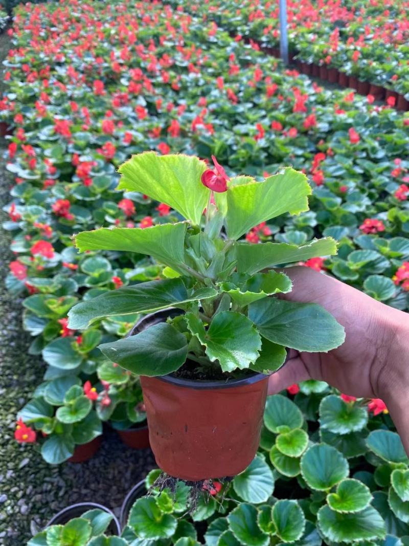 四川省四季海棠盆景苗木自家苗圃种植质量有保证