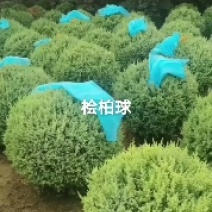桧柏球120/150/180高度规格齐全成活率高价格优惠