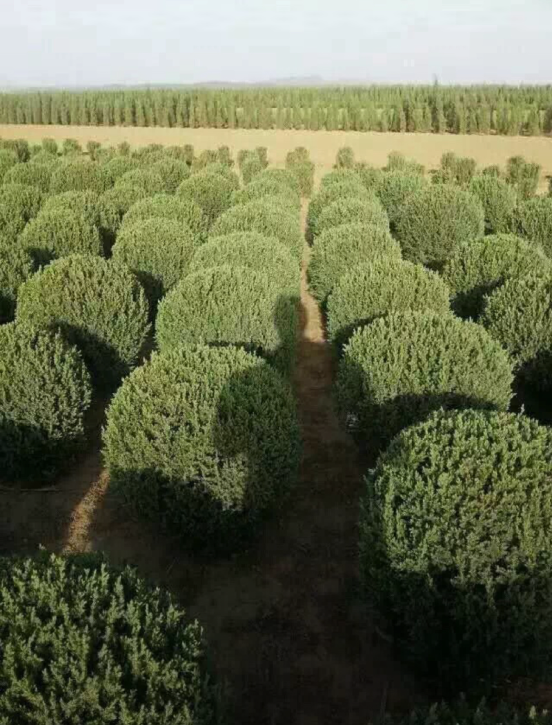 桧柏球120/150/180高度规格齐全成活率高价格优惠