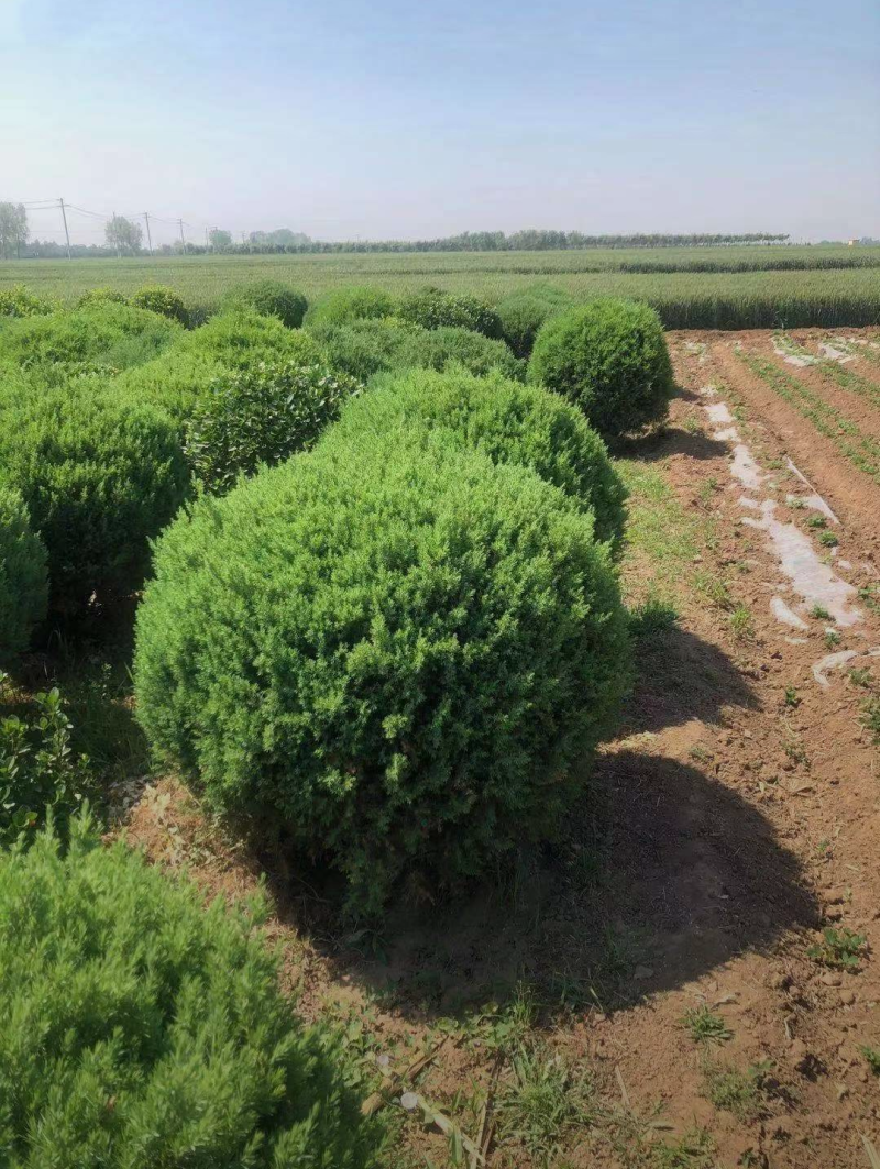 桧柏球120/150/180高度规格齐全成活率高价格优惠