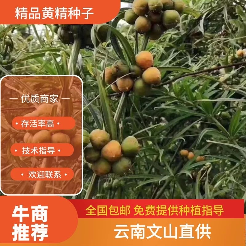 优质云南滇黄精种子