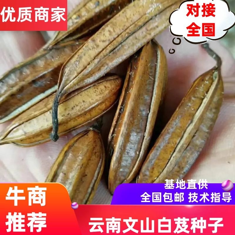【优质】云南白芨种子三叉大白芨种子白芨果夹提供育苗技术