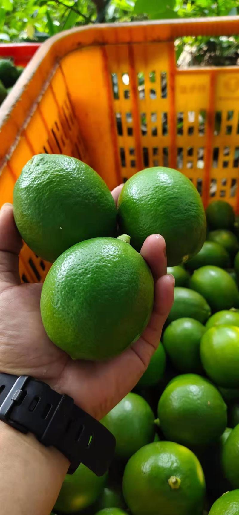 青柠檬