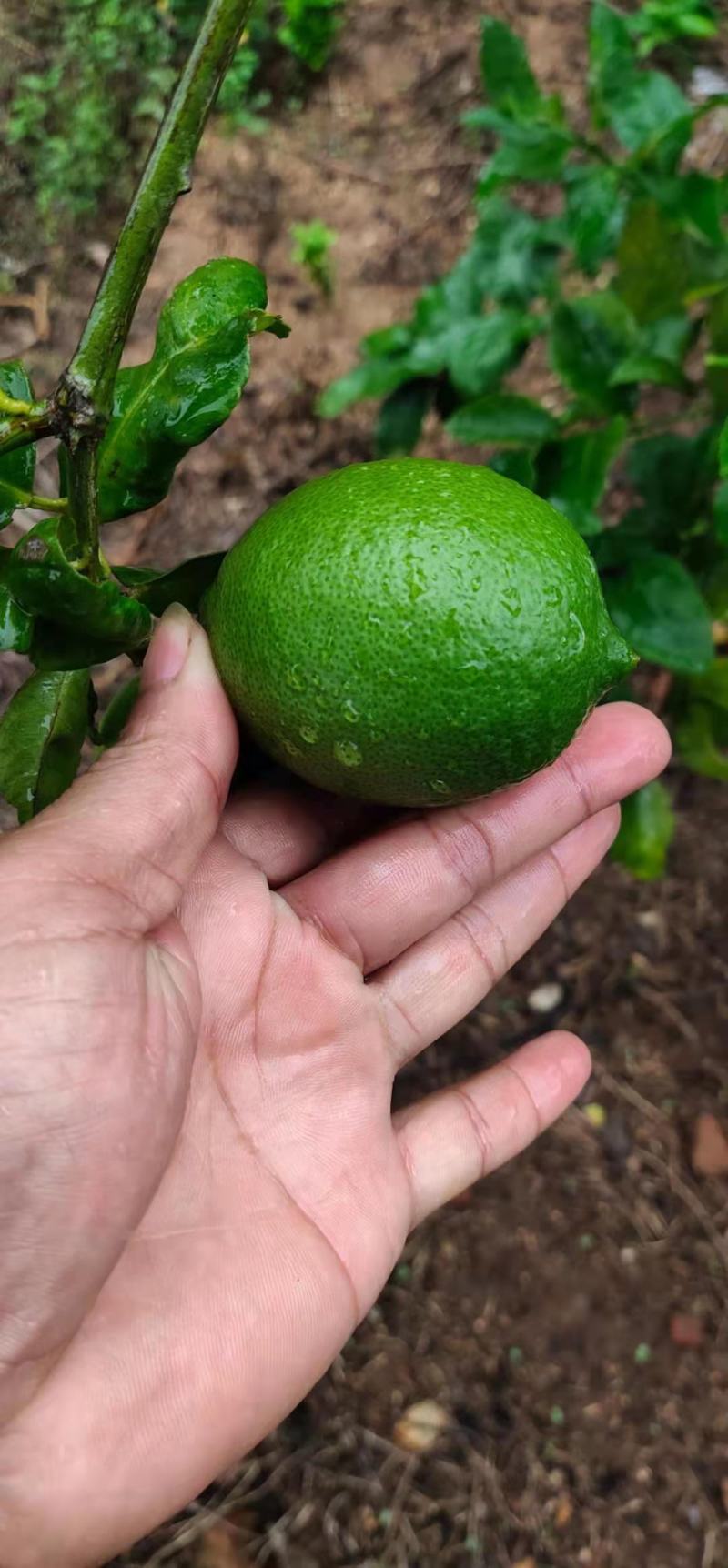 青柠檬