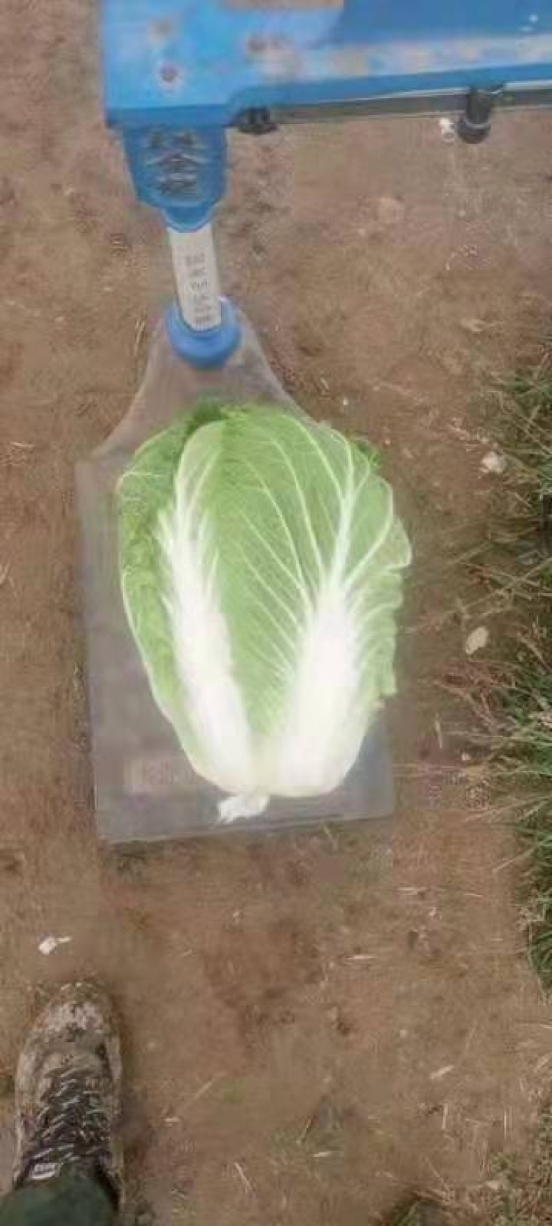大白菜