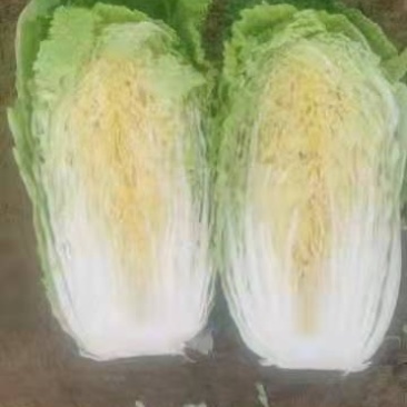 大白菜