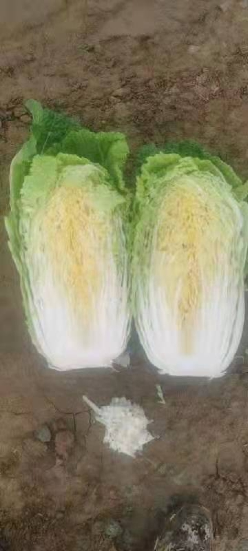 大白菜