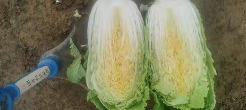 大白菜