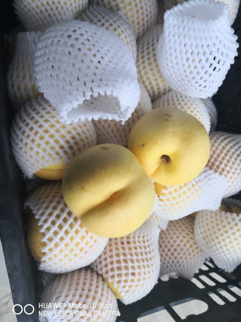 黄金油桃