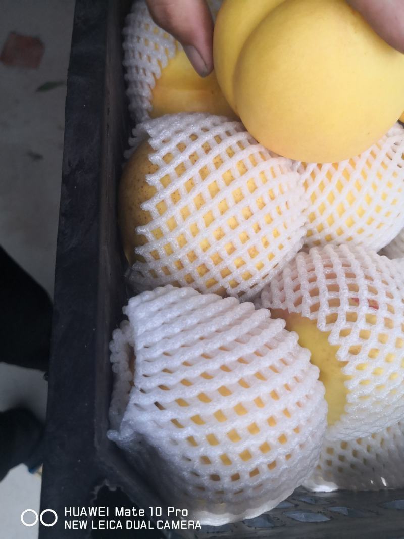 黄金油桃