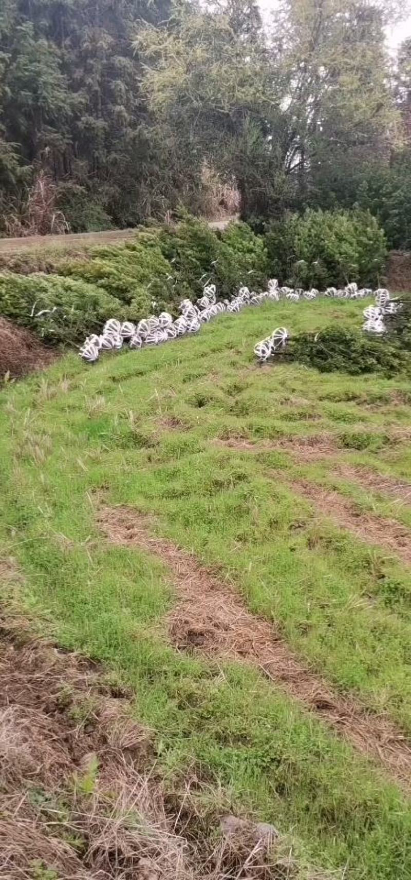 罗汉松5-6公分，基地主营树种，移栽苗，精品树形