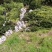 罗汉松5-6公分，基地主营树种，移栽苗，精品树形