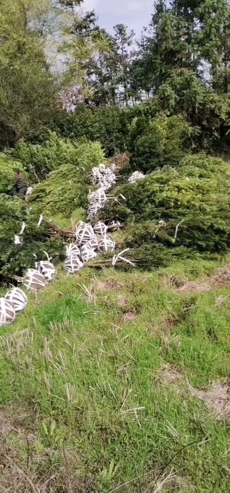 罗汉松5-6公分，基地主营树种，移栽苗，精品树形