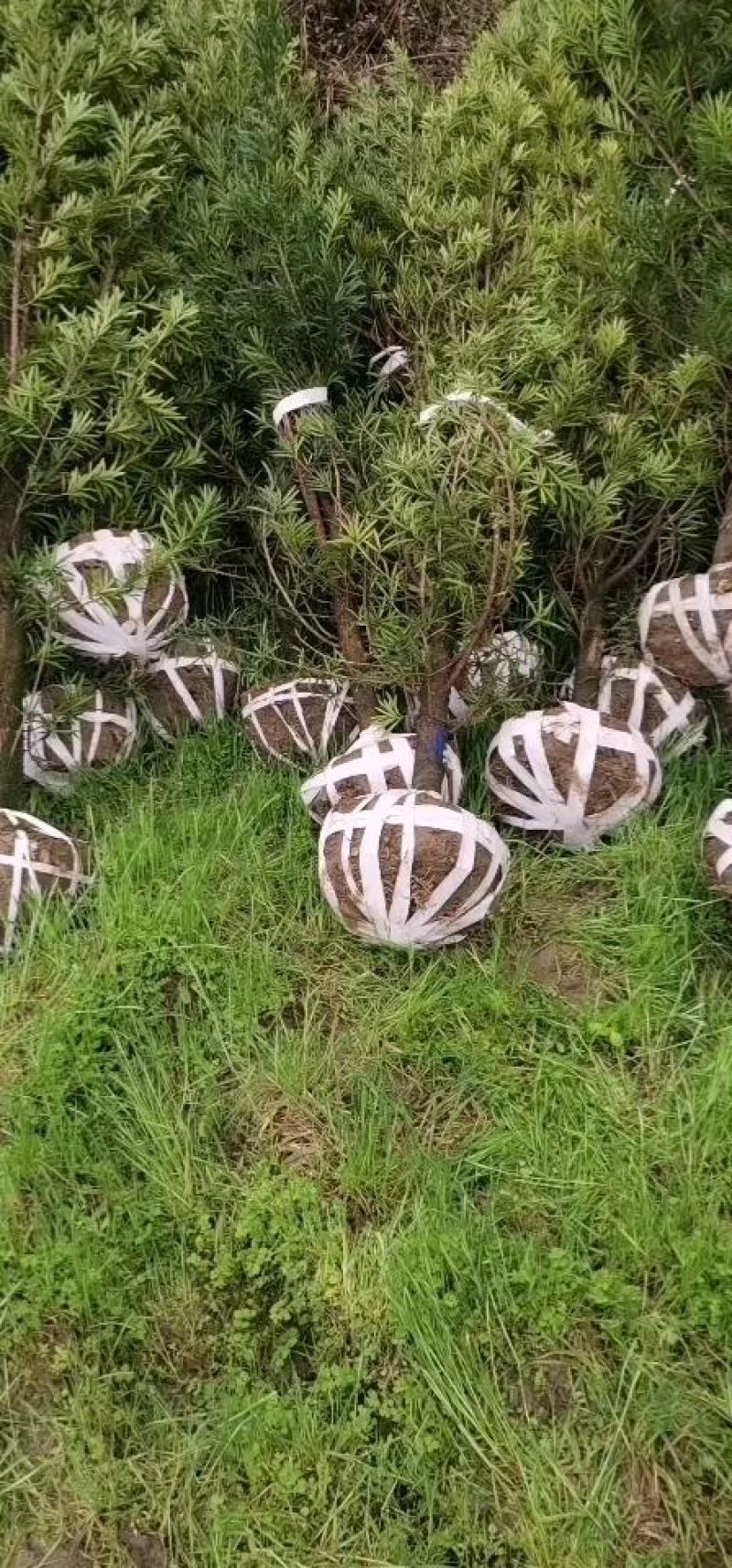 罗汉松5-6公分，基地主营树种，移栽苗，精品树形
