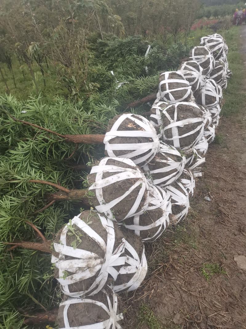 罗汉松5-6公分，基地主营树种，移栽苗，精品树形