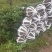 罗汉松5-6公分，基地主营树种，移栽苗，精品树形