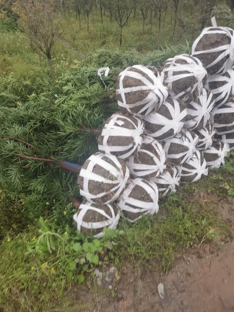 罗汉松5-6公分，基地主营树种，移栽苗，精品树形