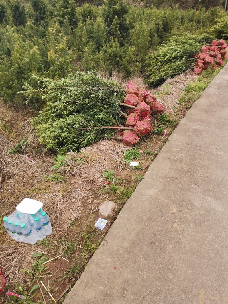 罗汉松5-6公分，基地主营树种，移栽苗，精品树形
