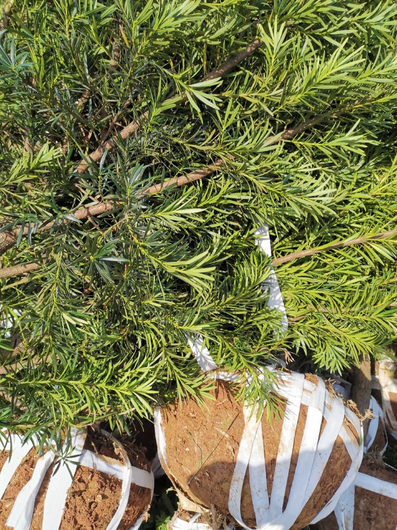 罗汉松5-6公分，基地主营树种，移栽苗，精品树形