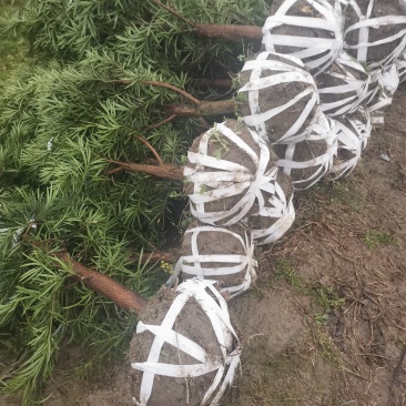 罗汉松5-6公分，基地主营树种，移栽苗，精品树形