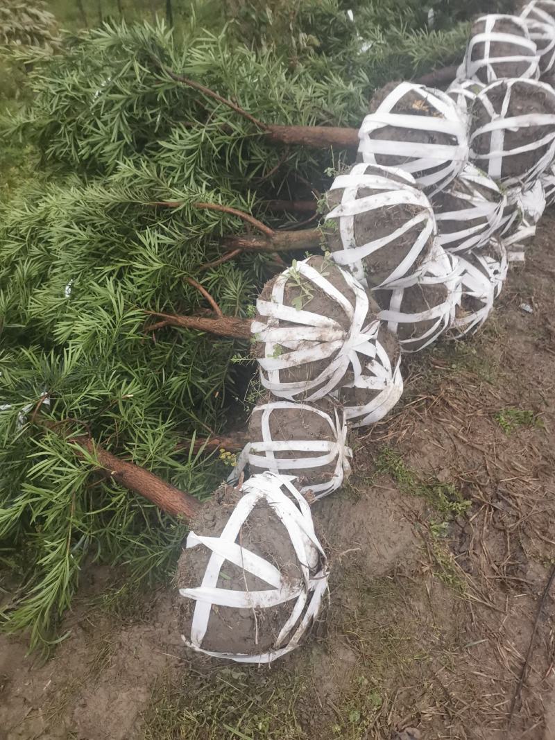 罗汉松5-6公分，基地主营树种，移栽苗，精品树形