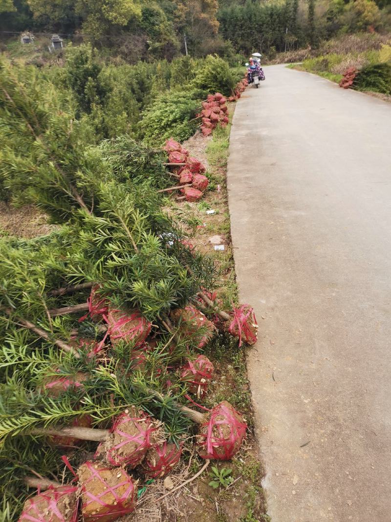 罗汉松5-6公分，基地主营树种，移栽苗，精品树形