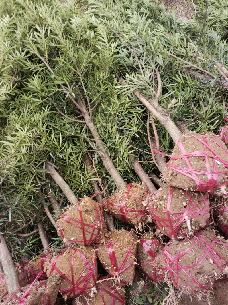 罗汉松5-6公分，基地主营树种，移栽苗，精品树形