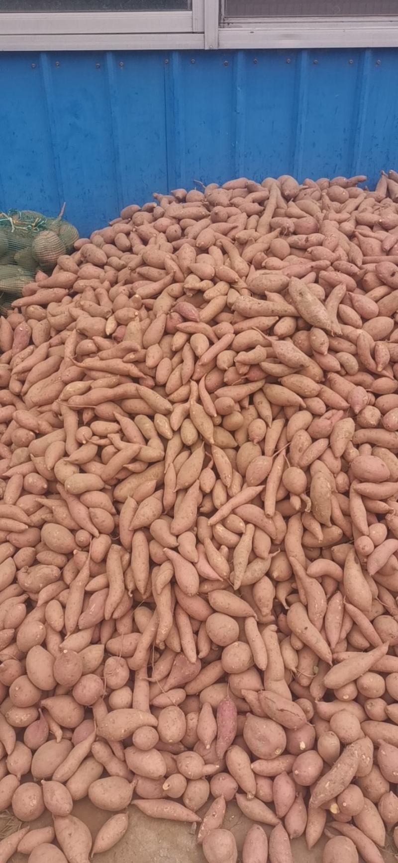 烟薯产地直销批发零售业务香甜软糯细腻饱满圆润