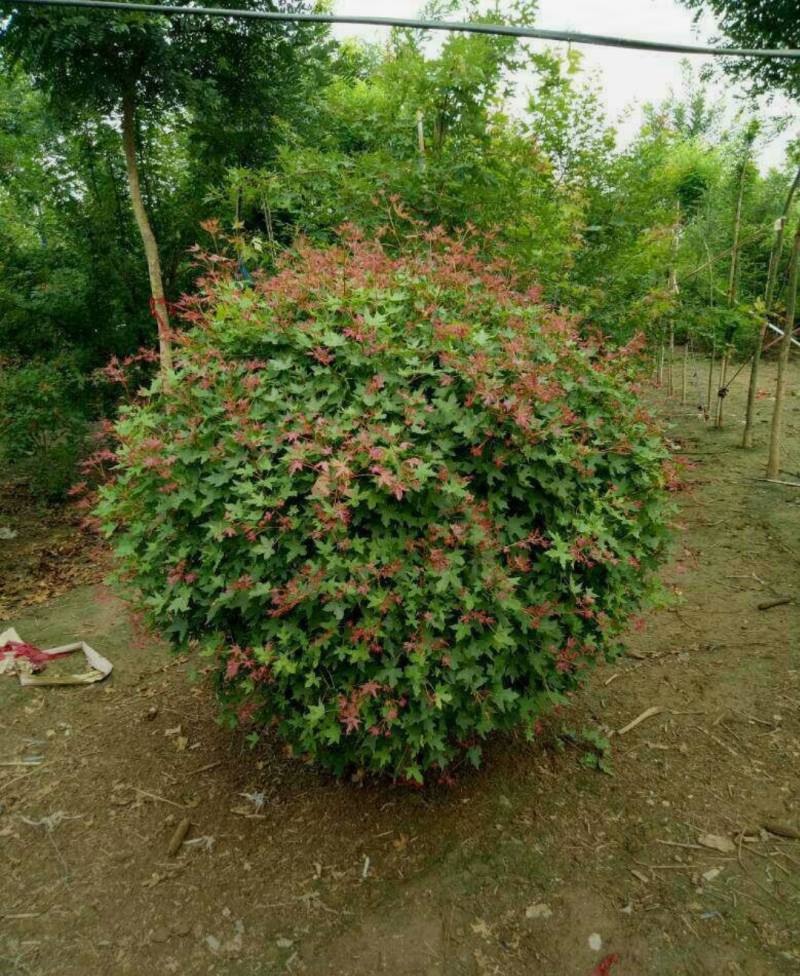 元宝枫球200/300/400/500规格齐全成活率高