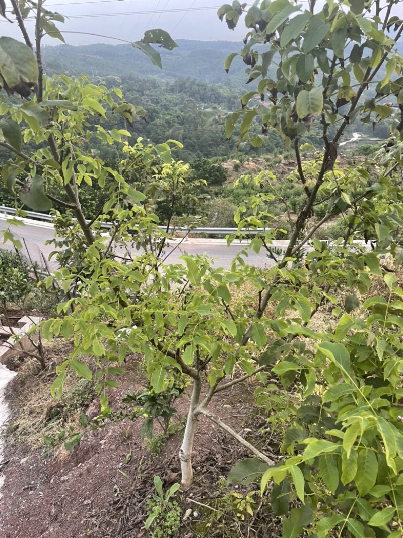 核桃苗