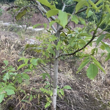 核桃苗