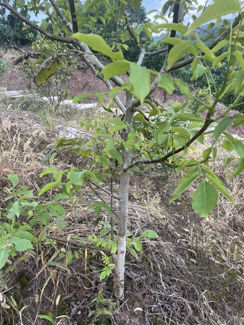 核桃苗