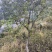 核桃苗